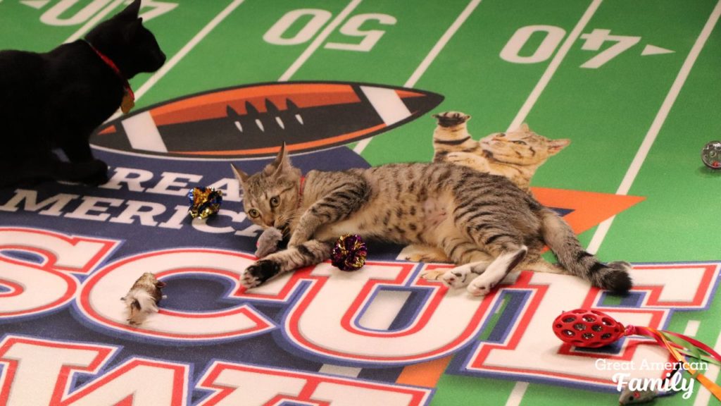 Kittens in Great American Rescue Bowl
