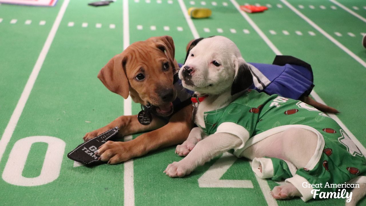 Puppy in Great American Rescue Bowl